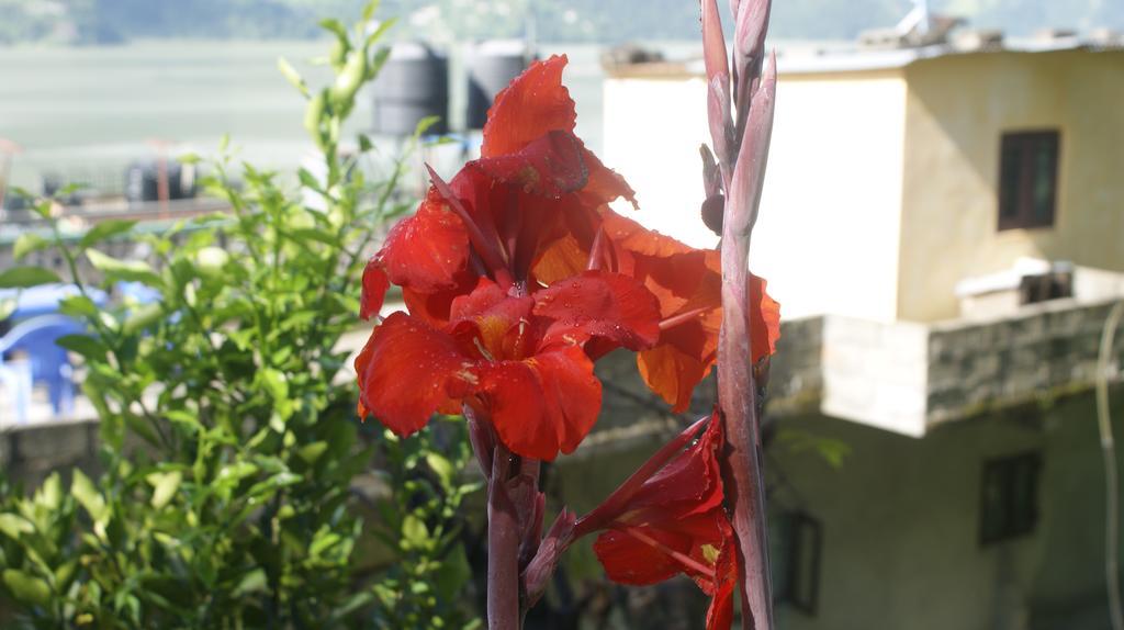 Peace Guest House Pokhara Exterior foto